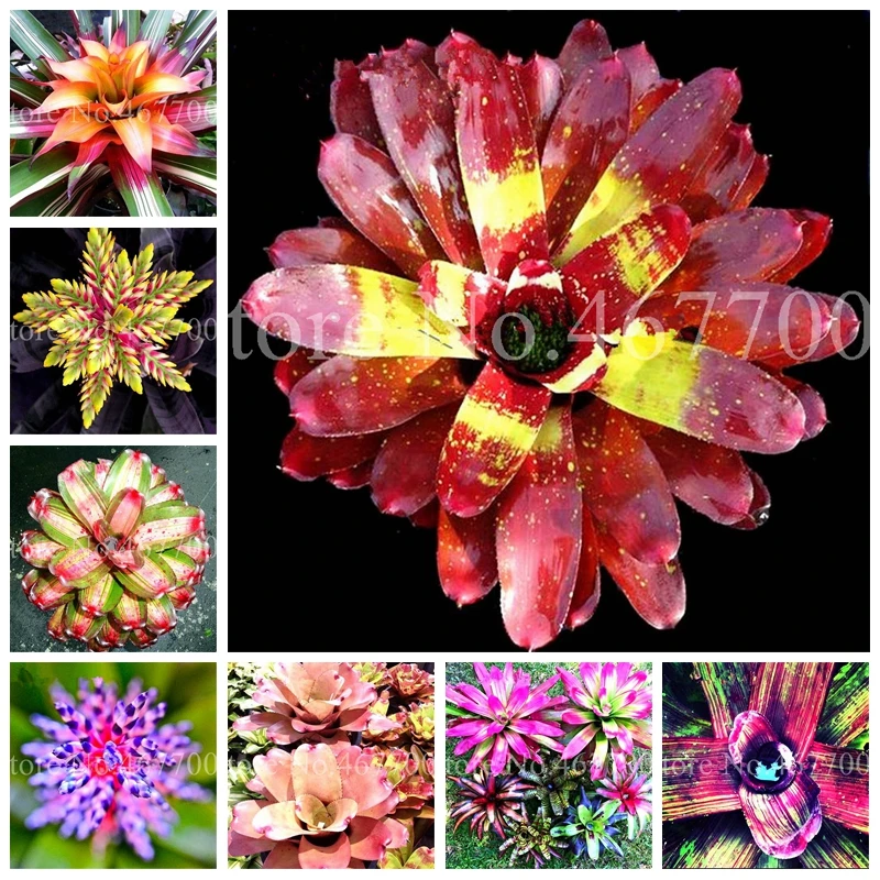 

100 Pcs Bonsai Colorful Bromeliad Bonsai Plants Vegetable Fruit Garden Succulent Mini Cactus Pots Rainbow Children Potted Flower