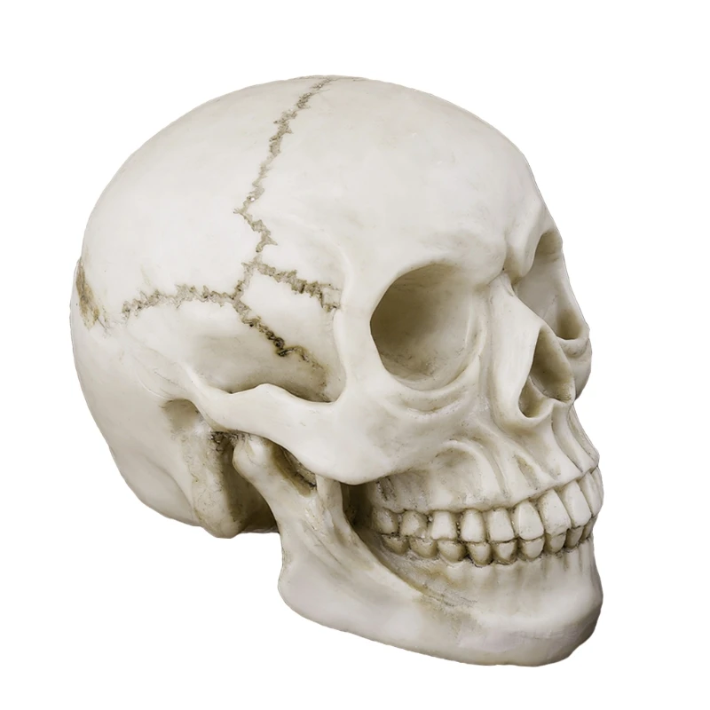 Смола искусства человеческого модель черепа преподавания модель медицинский Реалистичная 1:1 взрослых Размеры Z11 Прямая поставка