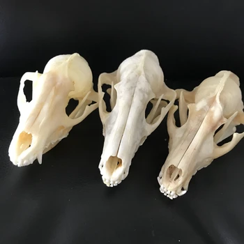 

3PCS Taxidermy Nyctereutes procyonoides Raccoon dog Skull skeleton Christmas decoration gift/Real Raccoon dog skull