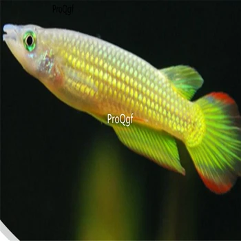 

Ngryise 1Pcs A Set Aplocheilus lineatus
