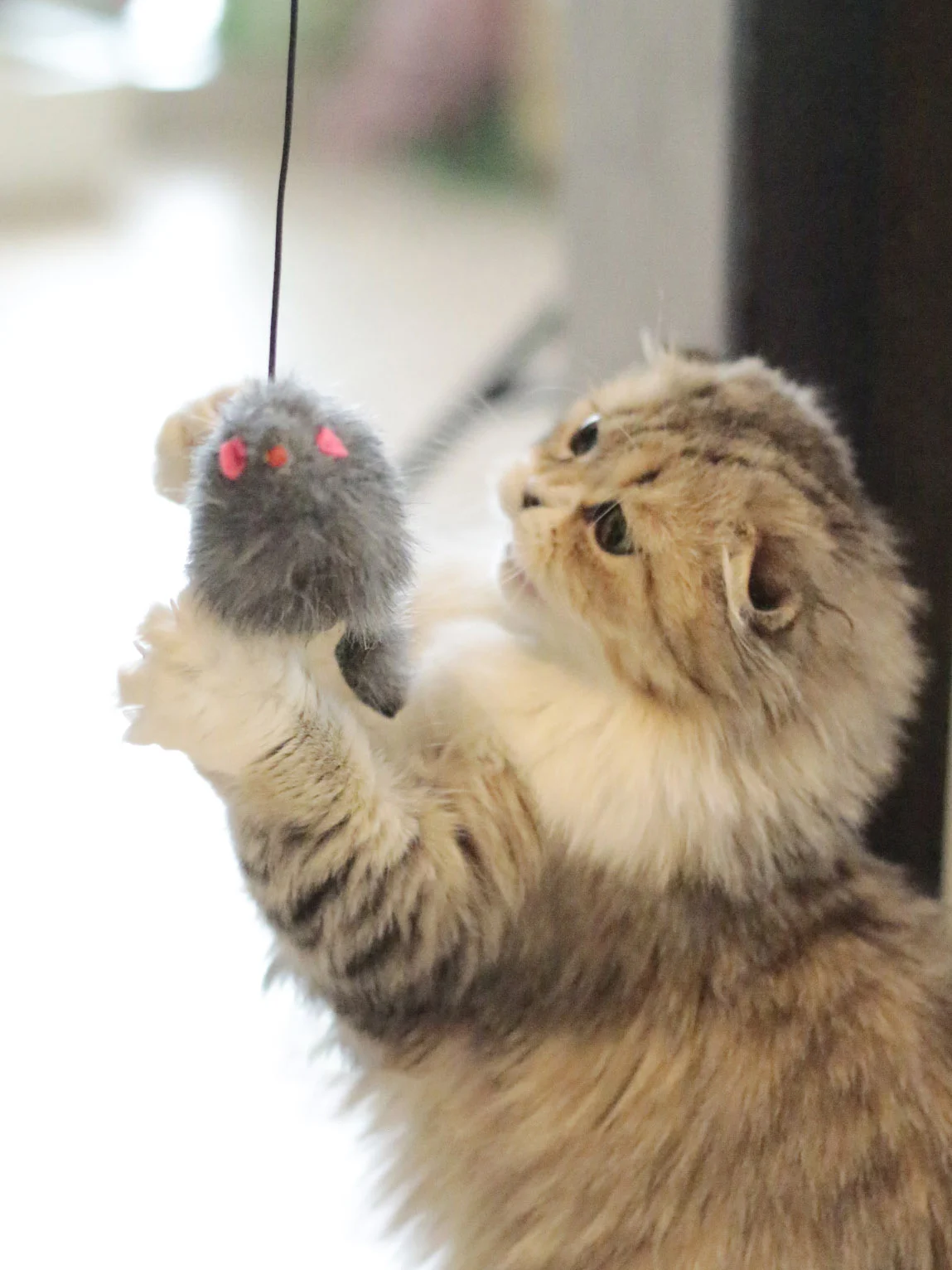 Interactive Door Hanging Cat Toy for Self Play Life Changing Products