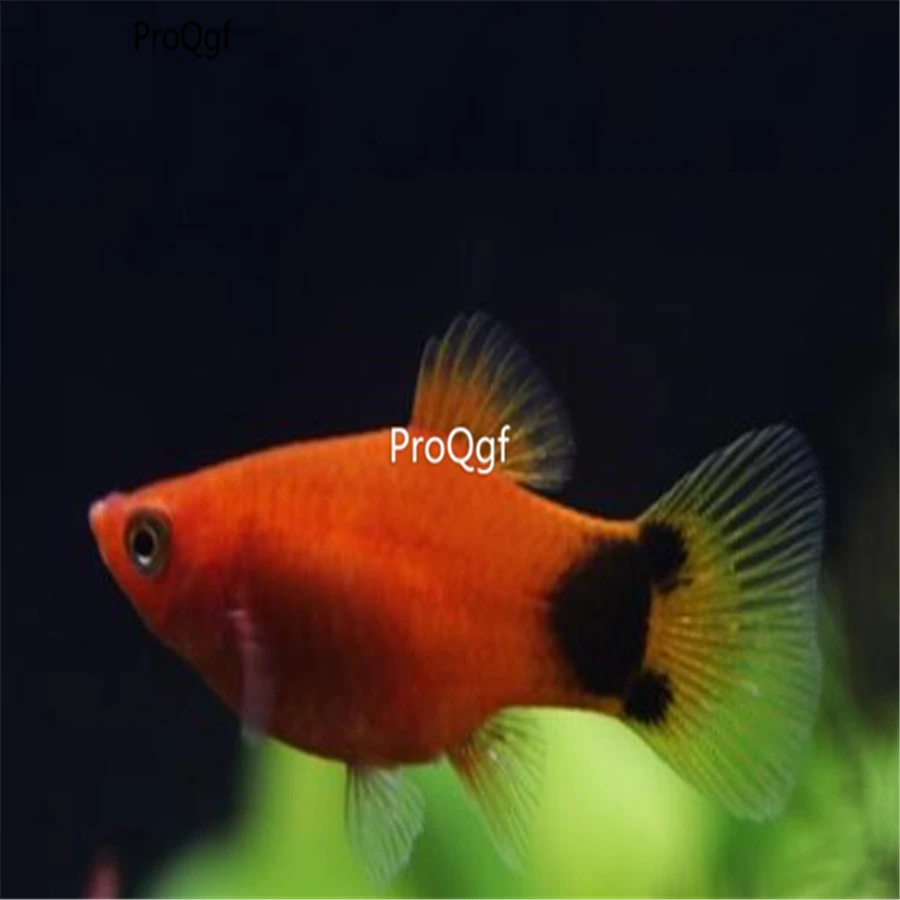 Ngryise 5 шт. набор xiphophhorus hellerii