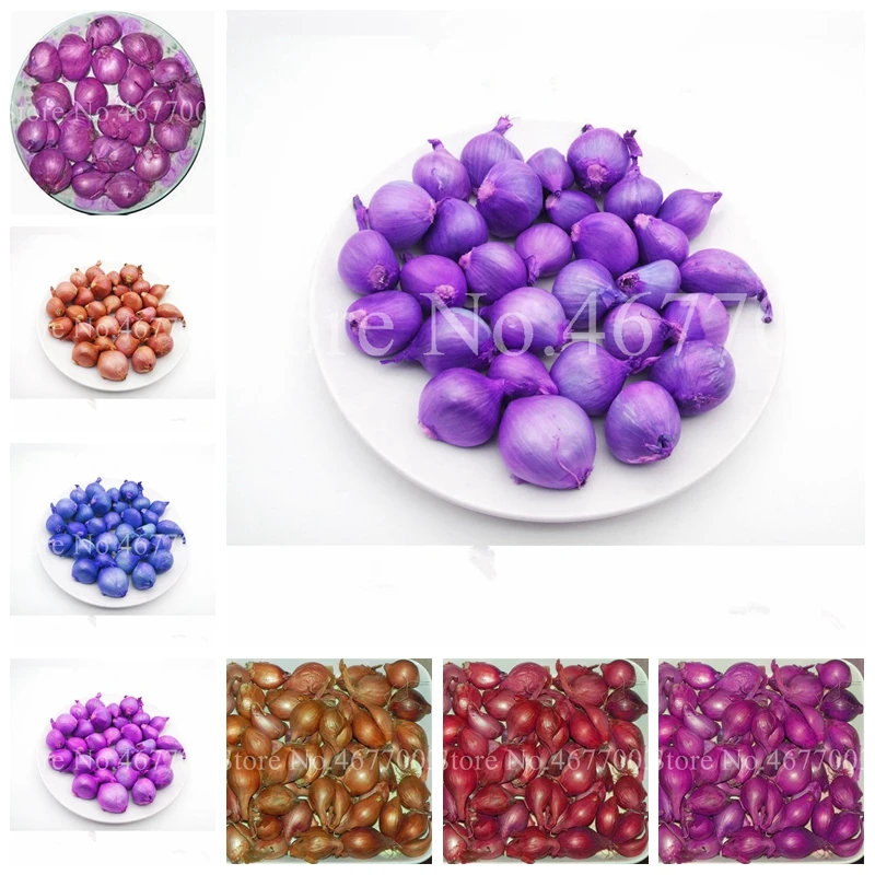 

100 pcs Multi-petals Garlic Bonsai, Red And Healthy Plant Onion Garlics Vegetable Bonsai Very Easy Grow Kitchen Seasoning Food