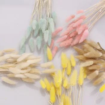 

30pcs/lot Gradient Lagurus Ovatus Natural Dried Flowers Bouquet Rabbit Tail Grass Real Flowers Wedding Home Decoration