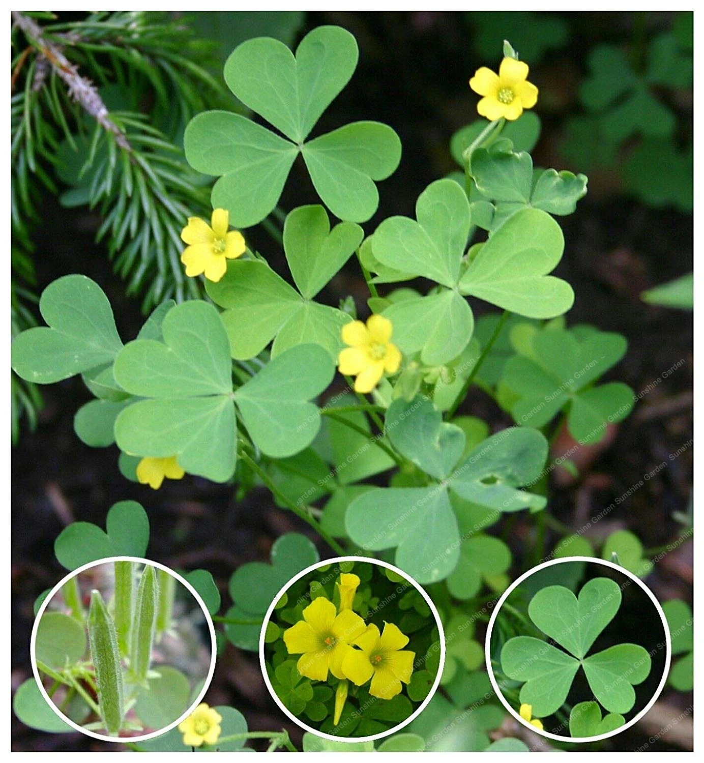 

200Pcs/bag Dutch Clover Bonsai Home Garden Plant Bonsai Four Leaf Clover Love Bonsai Cute Free Shipping