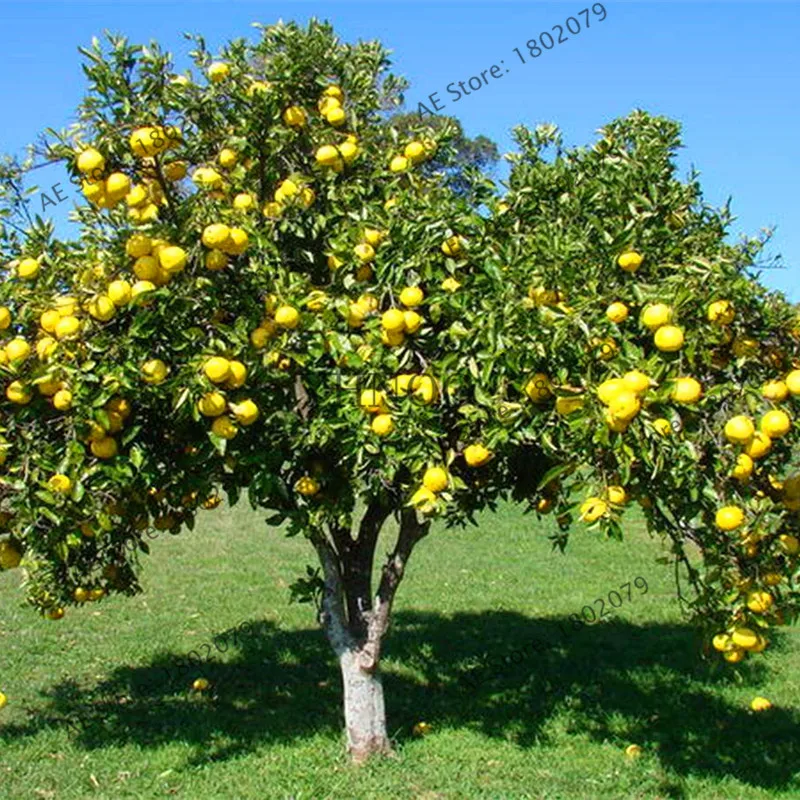 50/сумка Hardy Mini Pummello Pomelo Pomello дерево карликовый Као Пан грейпфрут! Редкие фруктовые растения бонсай для домашнего сада