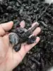 Rare Carbonado Black Diamond  Specimen 1