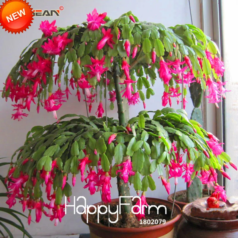 Промо-акция! 24 Цвета доступны Редкие Schlumbergera бонсай цветок Schlumbergera Truncatus сад 100 шт./пакет,#21YYK2
