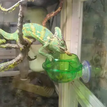 

Chameleon reptile feeder feeding container lizard feeder can be connected with cold-blooded animal feeder Amphibian animal