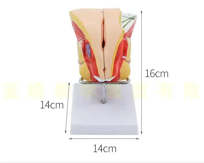 Модель модели женских и репродуктивных органов 4 части внутренней внешней