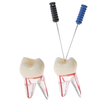 

1PCS 1:1 Resin Dental Endodontic Student Study Practice Model With Colored Root Canal And Pulp Transparent Without Files