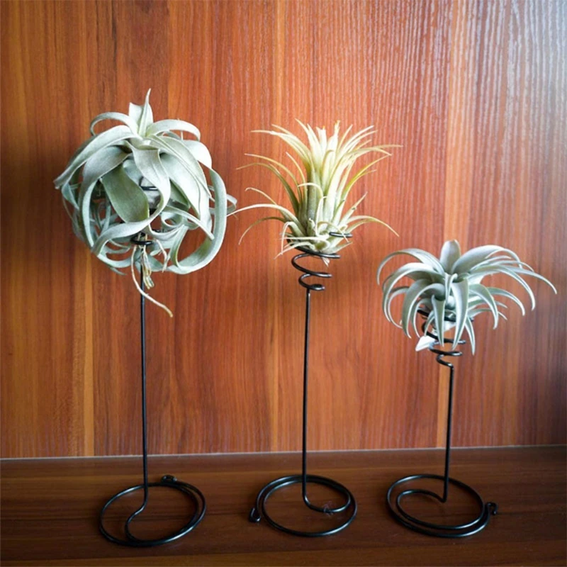 W3JA  Ĺ Ȧ 3 ũ  Ĺ ̳ ö  ĵ Tillandsia Ȧ Ȩ ǽ ũž ǥ