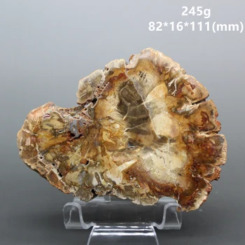 

Big 100% Natural Paleontological Fossil Tree Fossil Decoration Silicified Wood Tree Jade Tea Cup Mat Fossil mineral Specimen