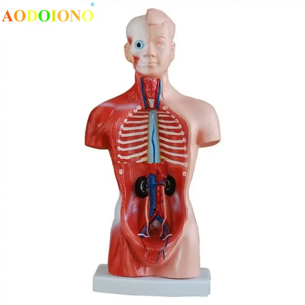 toy skeleton with organs