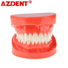Modelo de dientes de prótesis Dental, mandíbula estándar, demostración de dentadura, modelo de enseñanza, simulador de dentista, herramientas de técnico