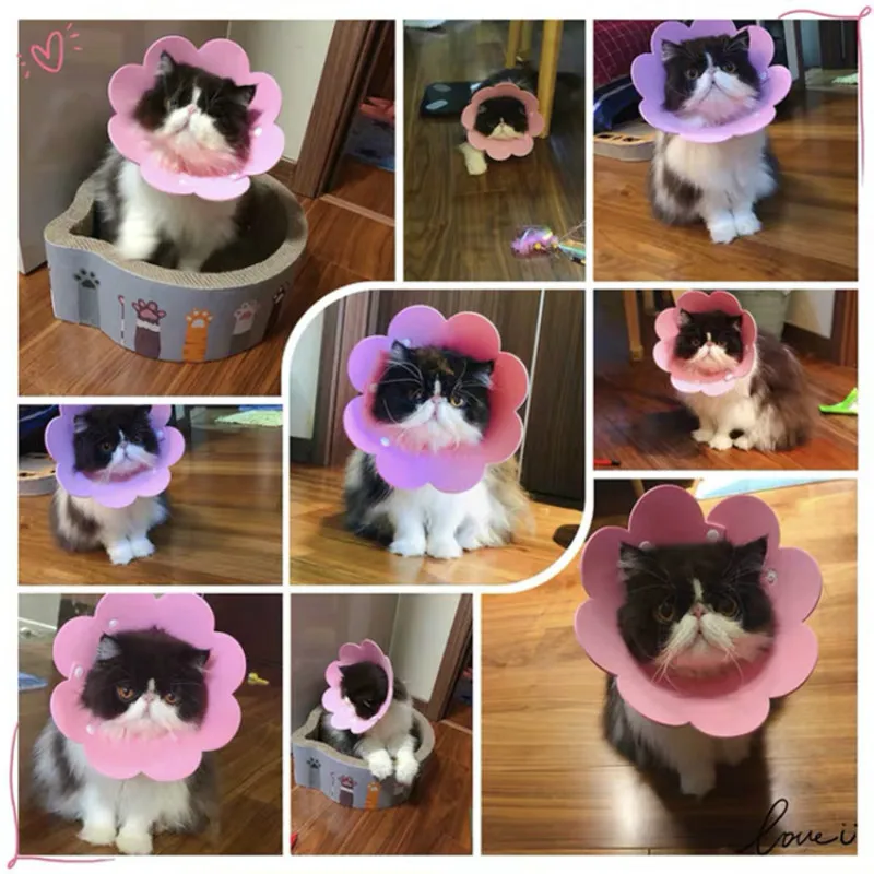 Cats Products For Pets Sun Slower EVA Sponge Light Cat Collar Cover Cat Products Neck Ring Anti-Licking Cat Collar Para Gatos Cats Products For Pets Sun Slower EVA Sponge Light Cat Collar Cover Cat Products Neck Ring Anti-Licking Cat Collar Para Gatos