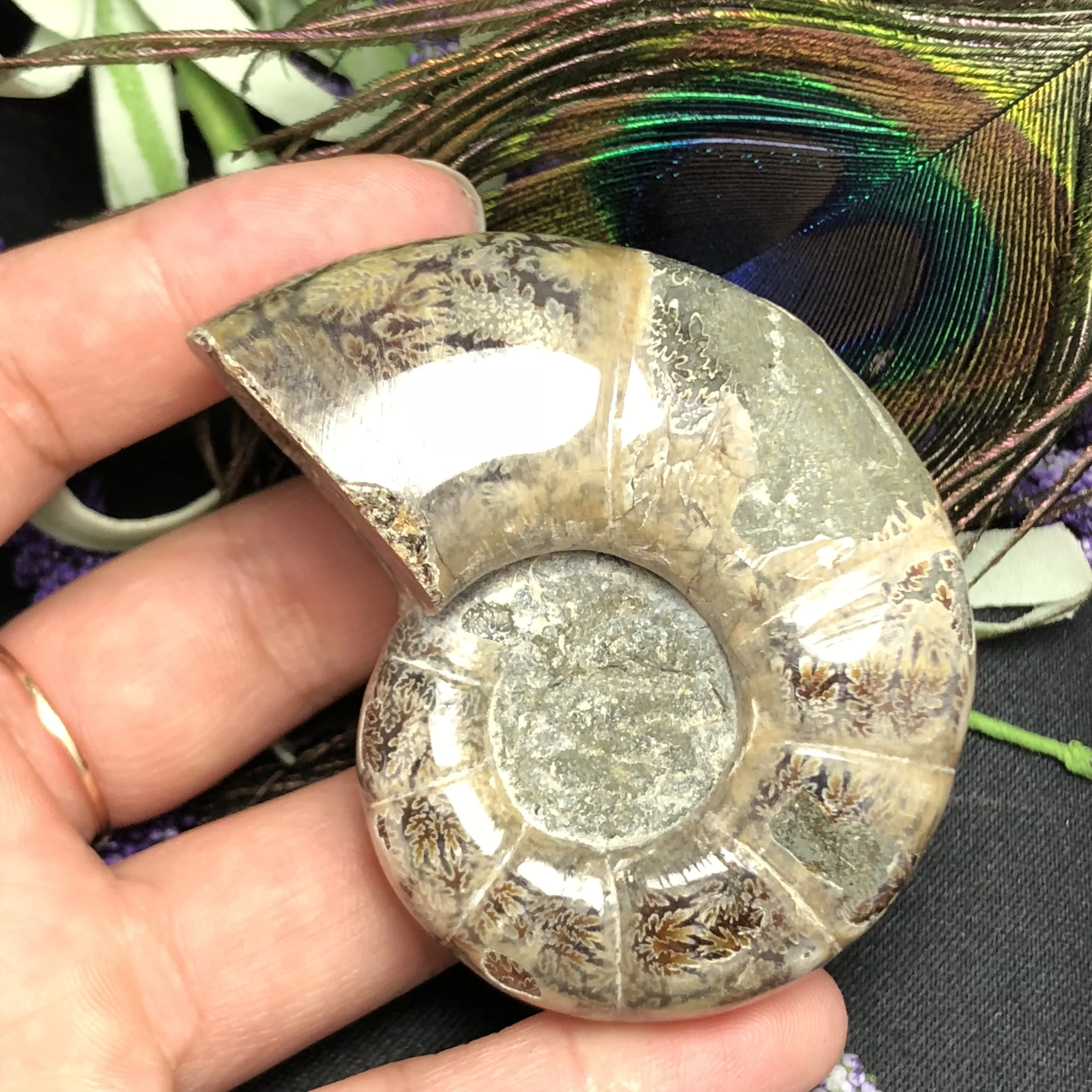 Natural Ancient ammonite Fossil stone Crystal "Goat Horn" Fossil Ammonite madagascar fossil specimen healing
