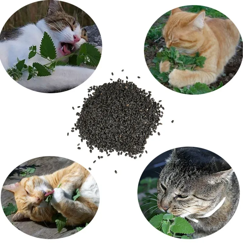 10 г Catnip Seed Catnip игрушка для выживания семена растений кошка товары для кошек 3000 зерна для домашних кошек