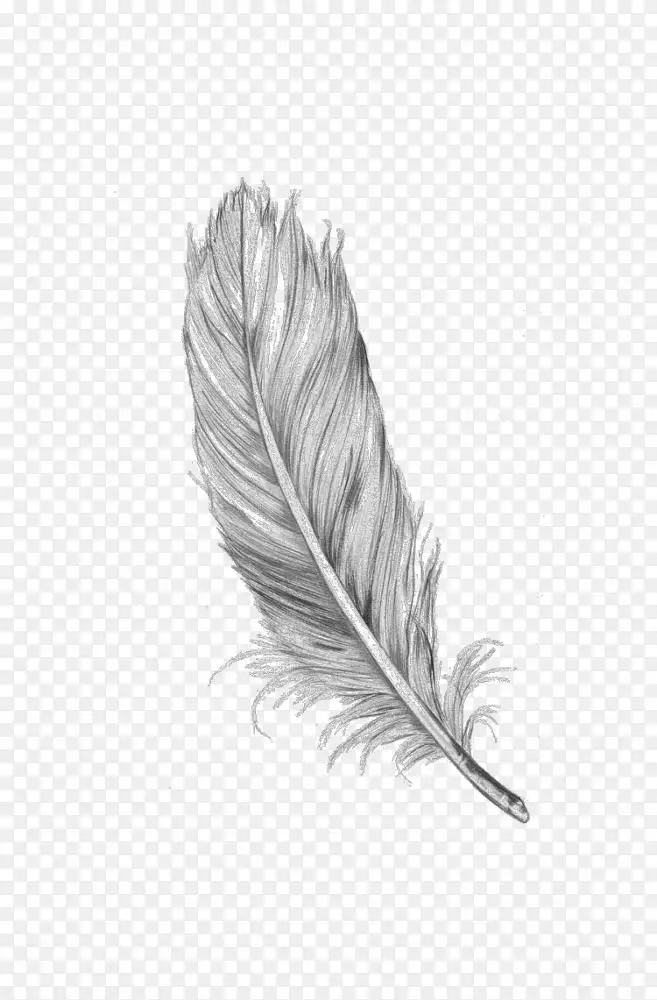 鸟画羽毛线艺术-鸟