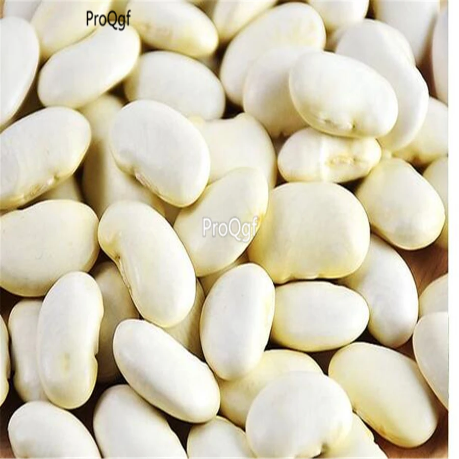 Ngryise 300 шт Dolicho Lablab - Цвет: seed
