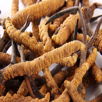 

1000g High Quality Pure Cordyceps Sinensis Extract Powder,Chinese Caterpillar Fungus,Dong Chong Xia Cao, Regulating Immunity