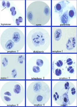 Corn anther meiosis slides Under Microscope prepared for Medical and Teaching expriments