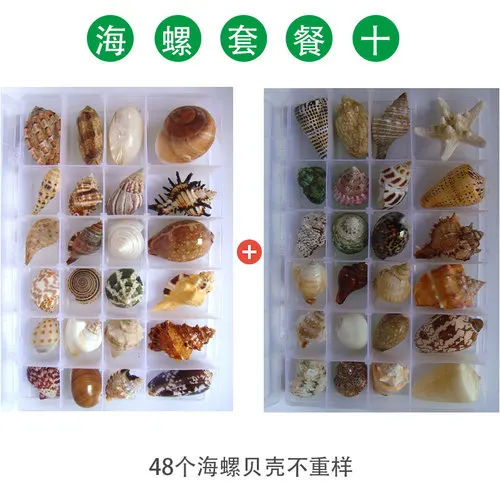 Natural Conch Shell Starfish Specimens Gift Box Children Marine Biological Science Materials Kindergarten Gift Decoration Crafts - Цвет: 10