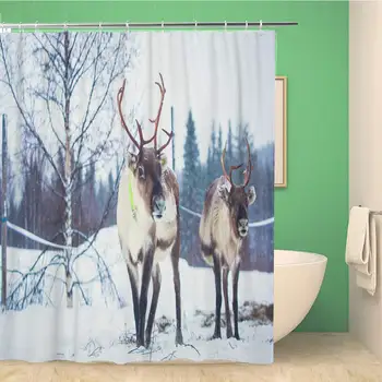 

60x72 Inches Shower Curtain Group Herd of Caribou Reindeers Pasturing in Snowy Landscape Northern Finland Near Waterproof