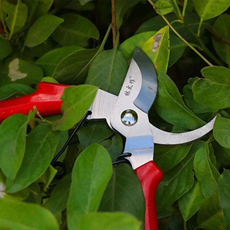 Metal Steel Garden Scissors Pruning Shears Scissor Orchard Flower Branch Fruit Tool Scissors Secateurs for Garden Tree (2)