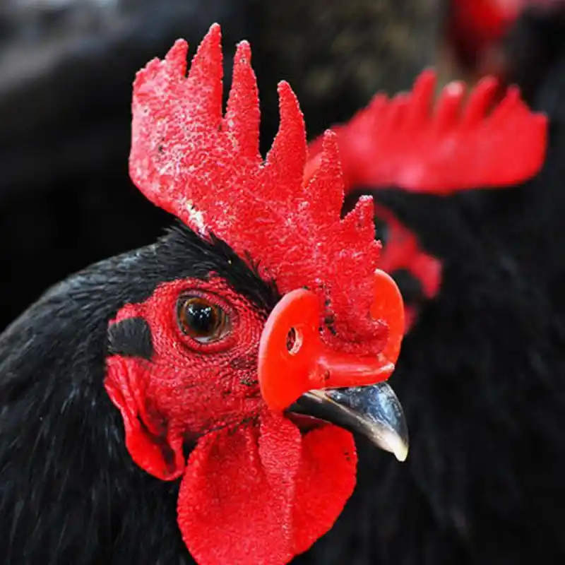 1pc plástico bico de galinha fechos galo óculos de proteção galinhas anti-bicar óculos boca anel de pressão alicates instalação equipamentos de aves domésticas quente