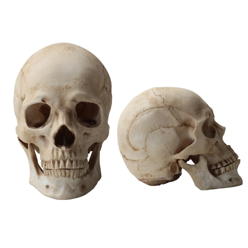 

High simulation Skull models Home Decoration Fish tank Landscaping Halloween decorations High simulation teaching Medical model
