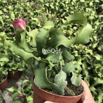 

Prodgf 2Pcs a set curved Epiphyllum oxypetalum