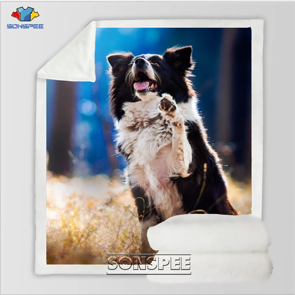 Border Collie 13