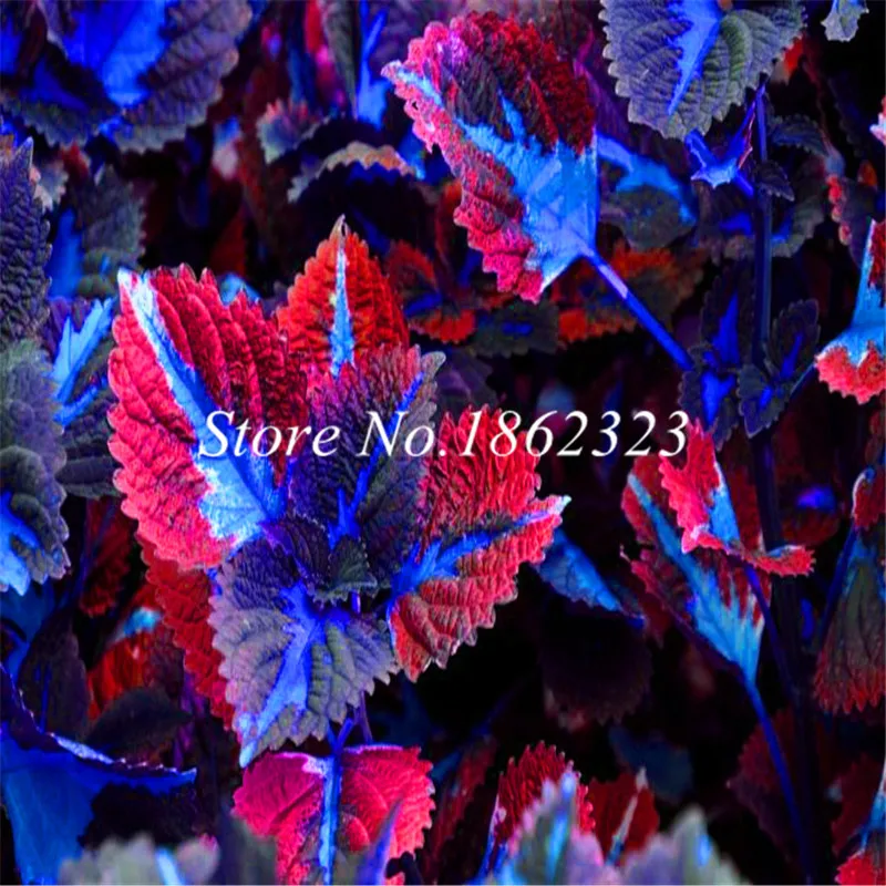 

Free Shipping 200pcs Rare Coleus Blumei plant,Rare Flower bonsai Potted Begonia Plants for Garden Balcony Coleus plant For Sale