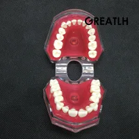 Standardowy Model dentystyczny z wymiennymi zębami #4004 01 badanie stomatologiczne naucz Model zębów 6