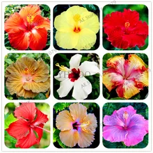 100 шт./пакет Гибискус flores, бонсай растения для дома и сада, красивый декоративный цветок, Легко растить