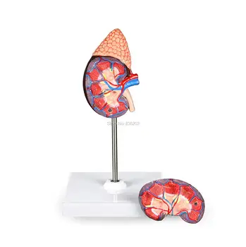 

Human Kidney with Adrenal Gland Model, 2X Life Size Model Anatomical anatomy skeleton veterinary brain anatomia skull