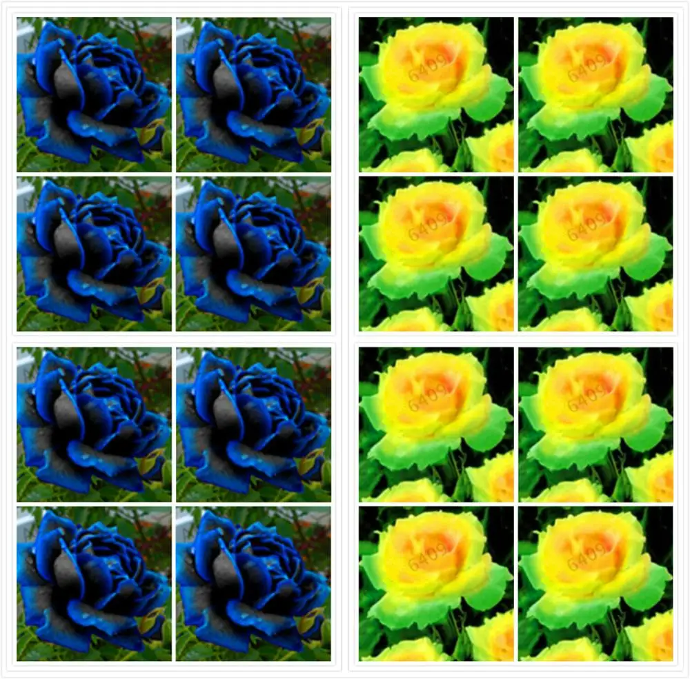 

Selected Rose Seeds, Colored Rose Seeds, Multi-Colored Roses 200 Seeds