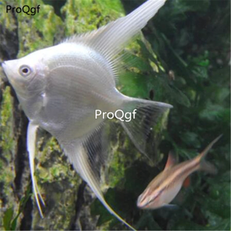 Ngryise 1 шт. набор pterophylum scalare