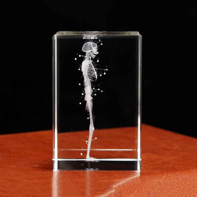 Broušené sklo 3D laser ryté člověk anatomický kostlivec kostka modelka statua těžítko anatomie dbát neurologie lékařská nauka dárky
