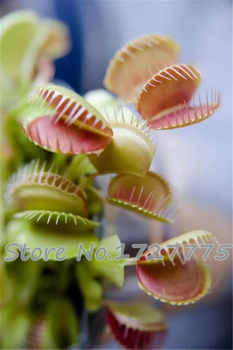 Dionaea растения Muscipula Гигантский зажим Венера ловушка для мух бонсай плантас 300 шт инсективорные Семена Садовый цветок - Цвет: Фиолетовый