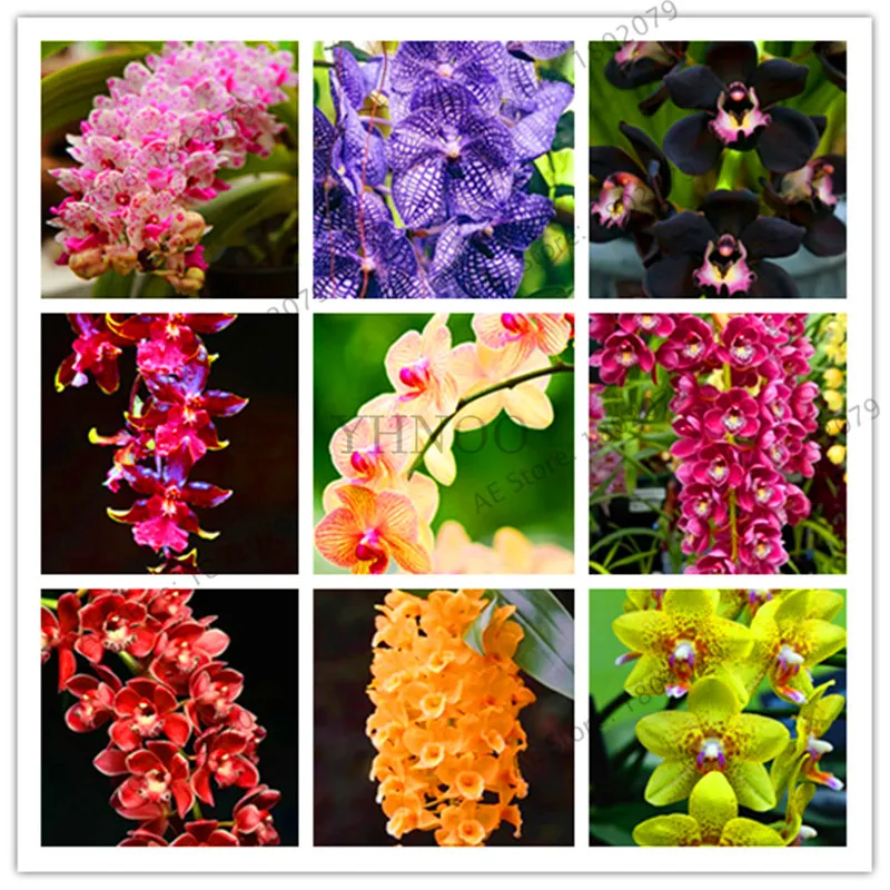 Распродажа! цветы в горшках Орхидея бонсай Cymbidium сад Цикада Орхидея Cymbidium Орхидея при цветении 100 шт,# T4TKSW