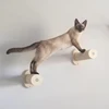 Cat jumping 1