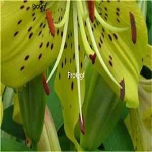 Prodgf 30 шт набор Lilium brownii Lily - Цвет: 12