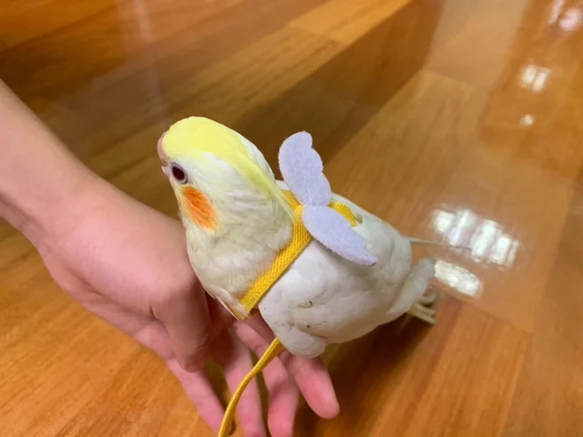 手作りオウムフライングための翼でリーシュペット鳥ロープハーネスオウムオカ太陽インコ僧侶インコオウムフライングスーツ Aliexpress Home Garden