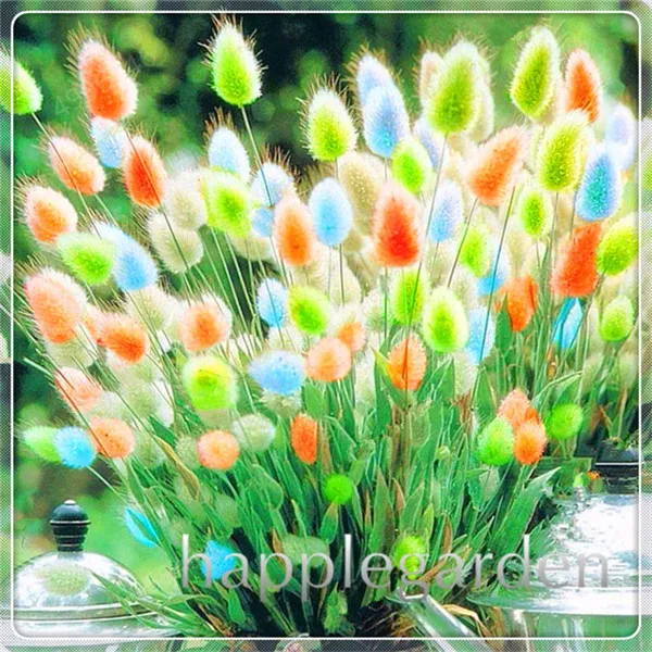Ornamental-Grasses-Bonsai-100-Pcs-Bunny-Rabbit-Tails-Grass-Plants-Bonsai-Adorable-Ornamental-Lawn-Grass-DIY.jpg_640x640