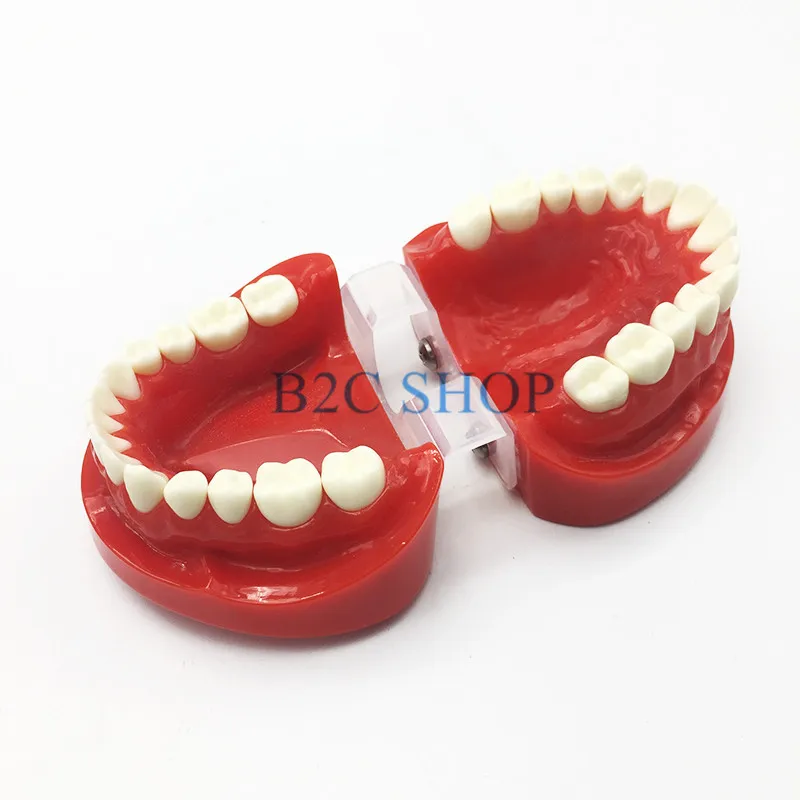  Dental Prosthesis Teeth Model Jaw Standard Typodont Demonstration Denture Teaching Model Dental Sim - 32883320306