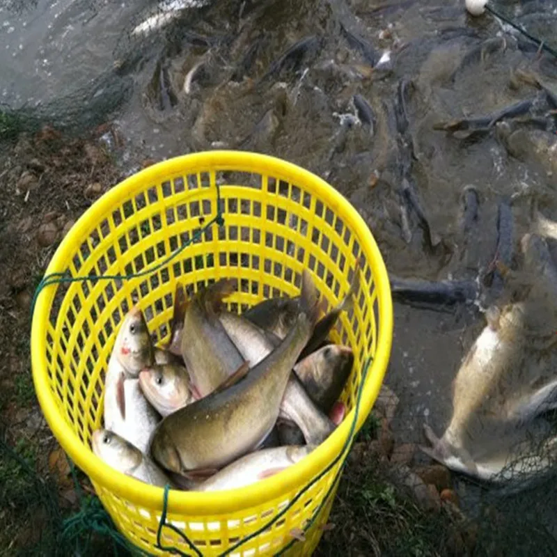 rede rede rede rede rede pesca ao ar livre peixe náilon net