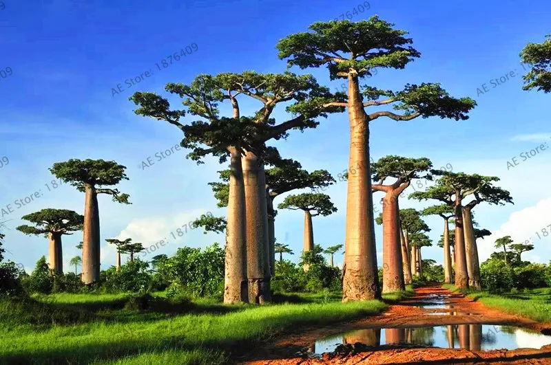 Содержит экстракт баобаба, 10 шт./упак. Австралийский редкий Baobab тропический гигантский посадки