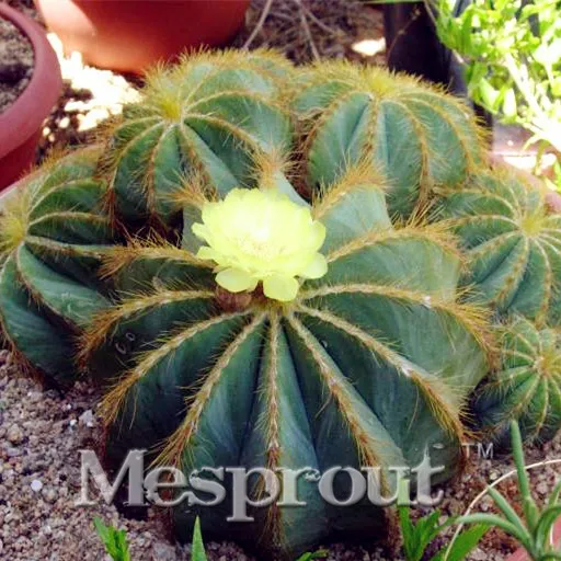 Notocactus magniftius шар для украшения бонсая кактус цветы 100 шт Редкие растения бонсай Листва волшебный сад и домашнее растение Semillas Flora